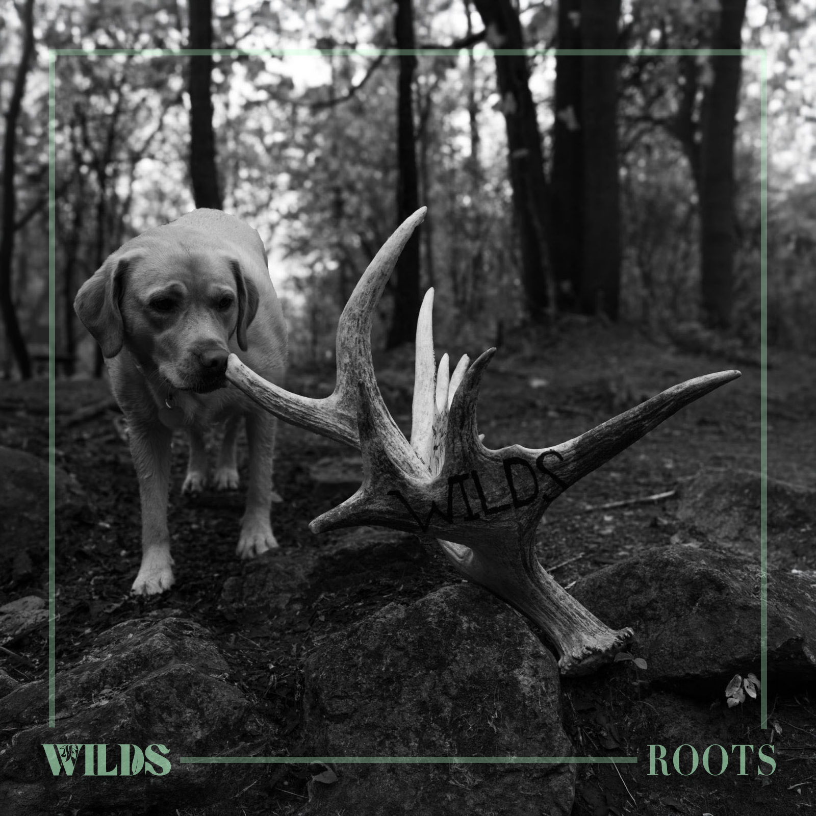 WILDS — Roots single cover